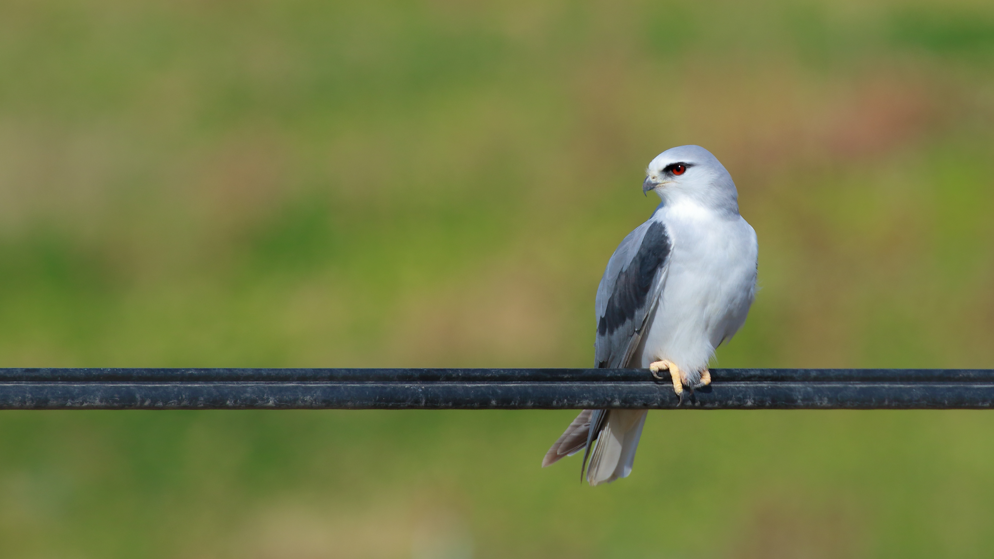 Black-winged Kite